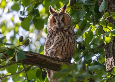 Long-eared owl perched in a leafy tree with its ear tufts raised and orange eyes facing the camera in Slovenia.