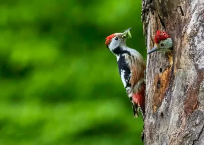 Middle spotted woodpecker carrying caterpillars to a nestling inside a tree cavity in Slovenia.