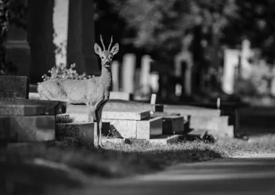 Black-and-white photograph of a roe deer buck surrounded by gravestones in Vienna