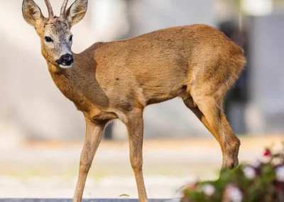 Roe deer buck standing among gravestones in a Vienna cemetery