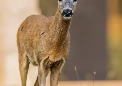Roe deer buck facing the camera in the warm light of a Vienna cemetery