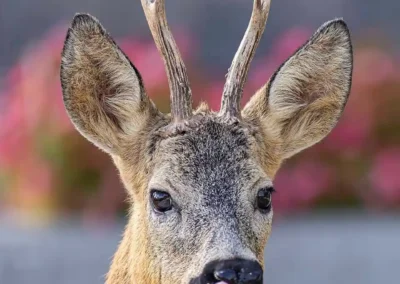 Close-up portrait of a roe deer buck licking its nose in Vienna