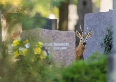 Roe deer buck peering from between gravestones in a Vienna cemetery