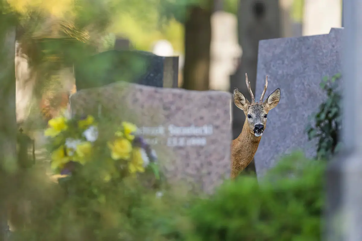 Roe deer buck peering from between gravestones in a Vienna cemetery