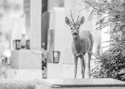 Black-and-white photograph of a roe deer buck standing among cemetery monuments in Vienna