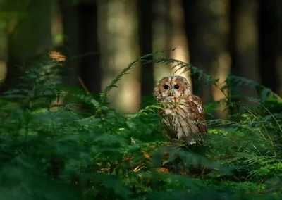 Tawny owl resting among green ferns on the floor of a shaded Slovenian forest.