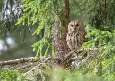 Tawny owl perched among hanging spruce branches in a Slovenian forest.