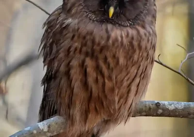 Ural owl perched on a branch in a Slovenian woodland.