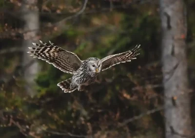 Ural owl perched among fresh green leaves during light spring rain in Slovenia.