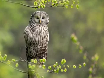 Slovenia Spring Bird Photography Tour