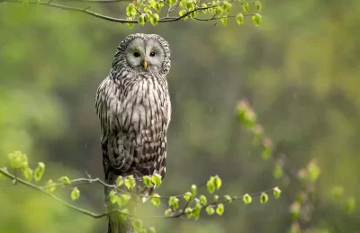 Ural owl perched among fresh green leaves during light spring rain in Slovenia.