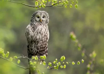 Ural owl perched among fresh green leaves during light spring rain in Slovenia.