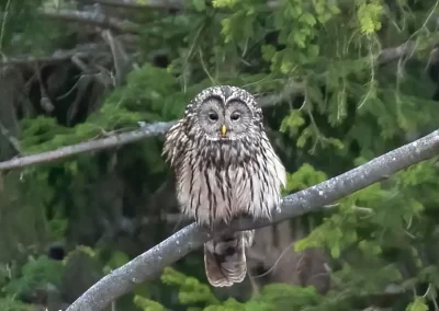 Ural owl perched on a branch against dense green conifers in Slovenia.