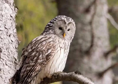 Ural owl perched on a branch beside a tree trunk and looking down in a Slovenian forest.