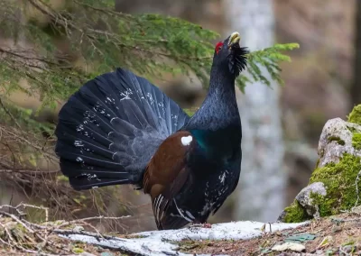 Male Western capercaillie displaying with its tail fanned in a Slovenian forest.