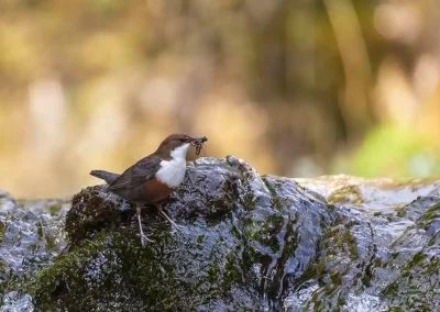 White-throated dipper carrying insect prey while standing on a mossy rock in a Slovenian stream.