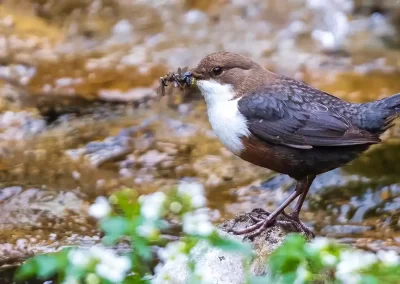 White-throated dipper standing in a shallow stream with a beak full of aquatic insects in Slovenia.