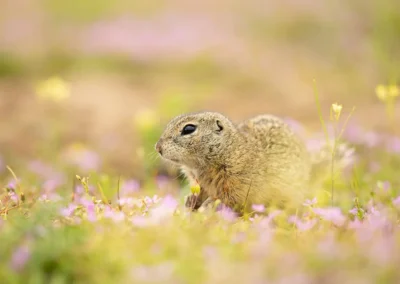 Young European ground squirrel sitting among pink wildflowers in Vienna