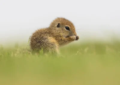 Young European ground squirrel holding and eating food in Vienna