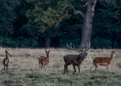 Red deer stag bellowing among hinds in open grassland beside woodland in Richmond Park, London. Photograph by Louis Guillot.