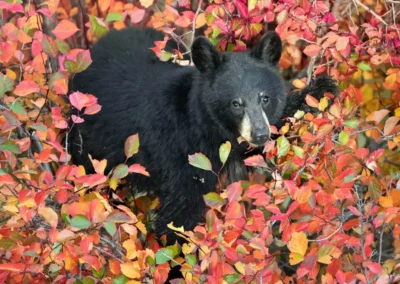 Black bear looking towards the camera from branches filled with red, orange and yellow autumn leaves.