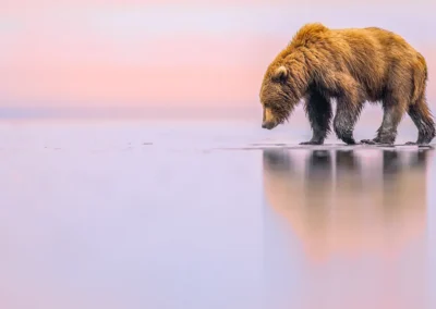 Brown bear walking through shallow water, reflected against a soft pink and blue background.