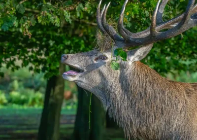 Close-up of a red deer stag with its mouth open and vegetation caught in its antlers against green woodland.