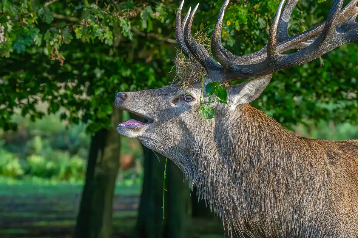 Close-up of a red deer stag with its mouth open and vegetation caught in its antlers against green woodland.