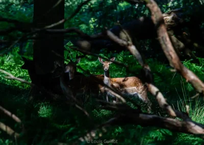 Fallow deer standing among shaded trees and sunlit ferns in Richmond Park, London. Photograph by Louis Guillot.