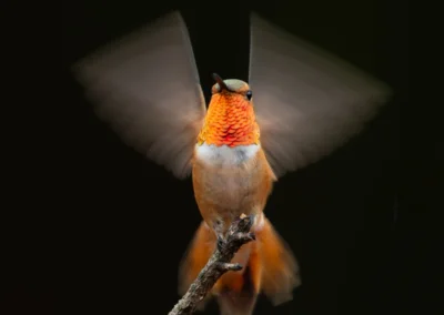 Hummingbird with an iridescent orange throat beating its wings on a slender twig against a dark background.