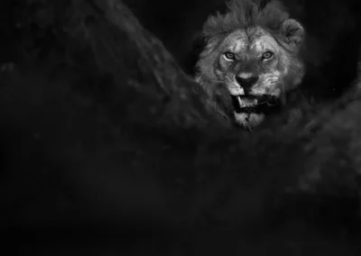 Black and white portrait of a male lion looking out from deep shadow with its mouth slightly open.