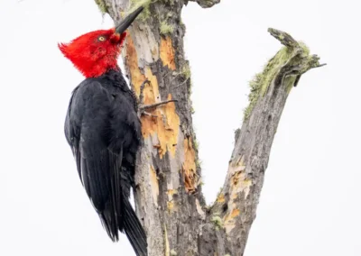 Male Magellanic woodpecker with a vivid red head and black body clinging to a lichen-covered tree trunk.
