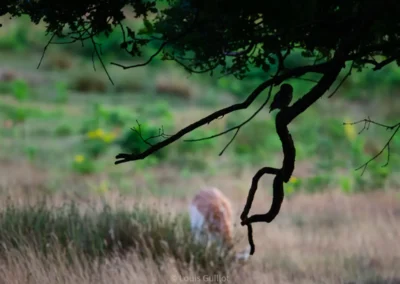Little Owl silhouetted on an oak branch, with a fallow deer grazing in the blurred background in Richmond Park, London. Photograph by Louis Guillot.