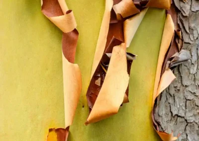 Close-up of curling orange and brown bark revealing a smooth yellow-green tree trunk beneath.