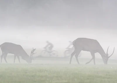 Red deer stags grazing in thick mist as cyclists pass in the background in Richmond Park, London. Photograph by Louis Guillot.