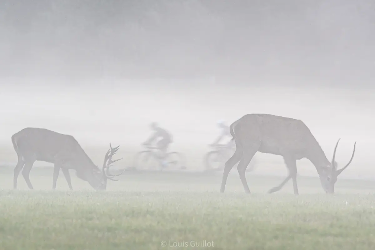 Red deer stags grazing in thick mist as cyclists pass in the background in Richmond Park, London. Photograph by Louis Guillot.