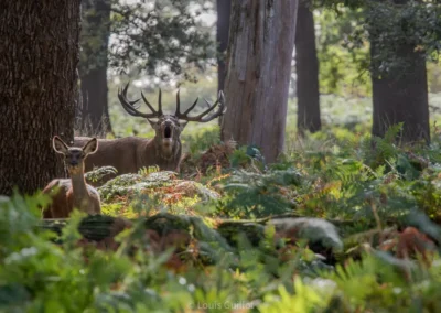 Red deer stag and hind among ferns beneath tall woodland trees in Richmond Park, London. Photograph by Louis Guillot.