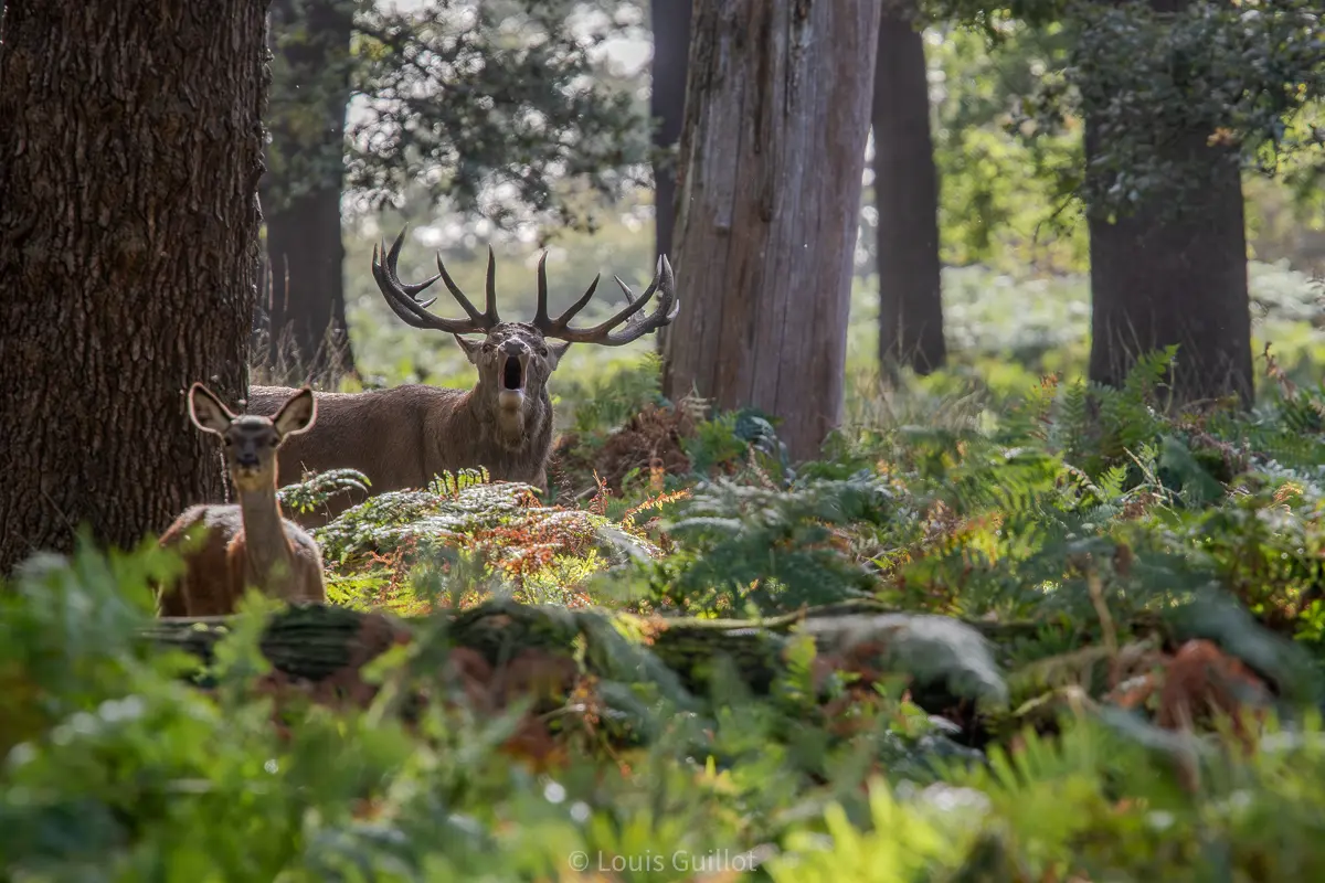 Red deer stag and hind among ferns beneath tall woodland trees in Richmond Park, London. Photograph by Louis Guillot.