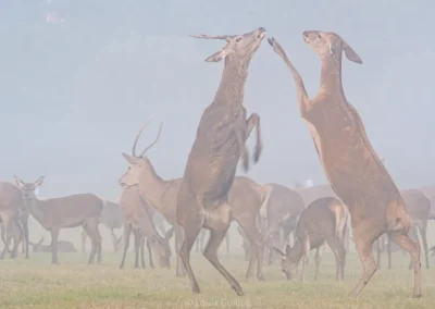 Two red deer rearing onto their hind legs and sparring with their forelegs in misty Richmond Park, London. Photograph by Louis Guillot.