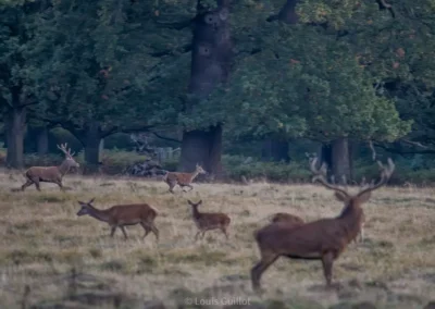 Red deer stags and hinds spread across grassland beneath mature trees in Richmond Park, London. Photograph by Louis Guillot.