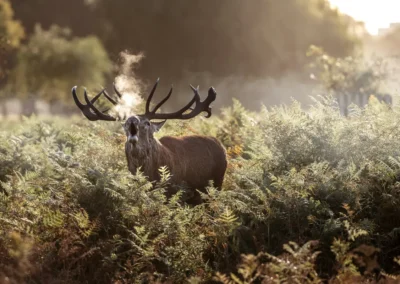 Red deer stag bellowing among ferns, with its breath illuminated by golden backlight.