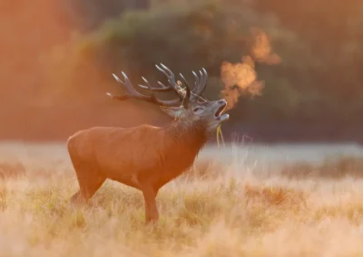 Red deer stag standing in pale grass and bellowing, with a cloud of breath glowing in warm sunlight.