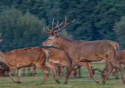Red deer stag walking alongside hinds against a softly blurred woodland background in Richmond Park, London. Photograph by Louis Guillot.