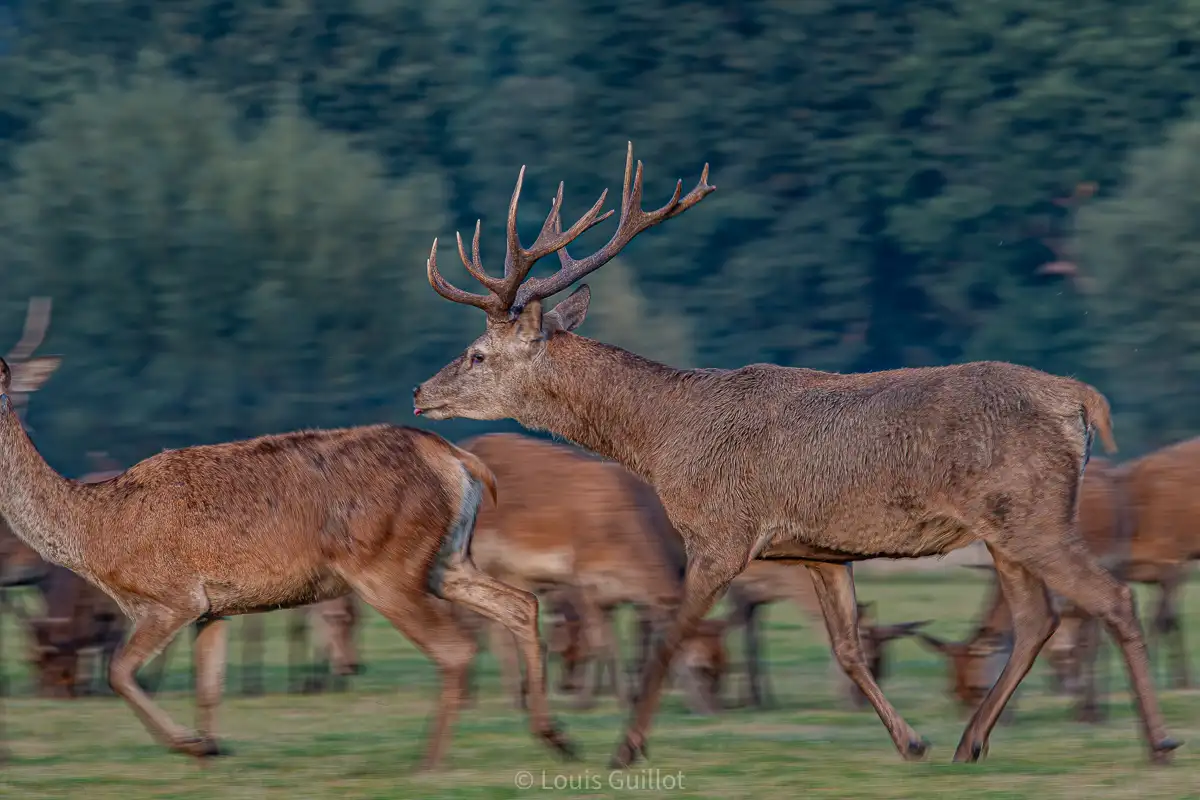 Red deer stag walking alongside hinds against a softly blurred woodland background in Richmond Park, London. Photograph by Louis Guillot.