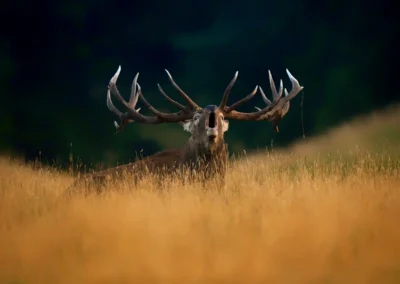 Red deer stag facing the camera, with wide branching antlers above tall golden grass and dark woodland behind.