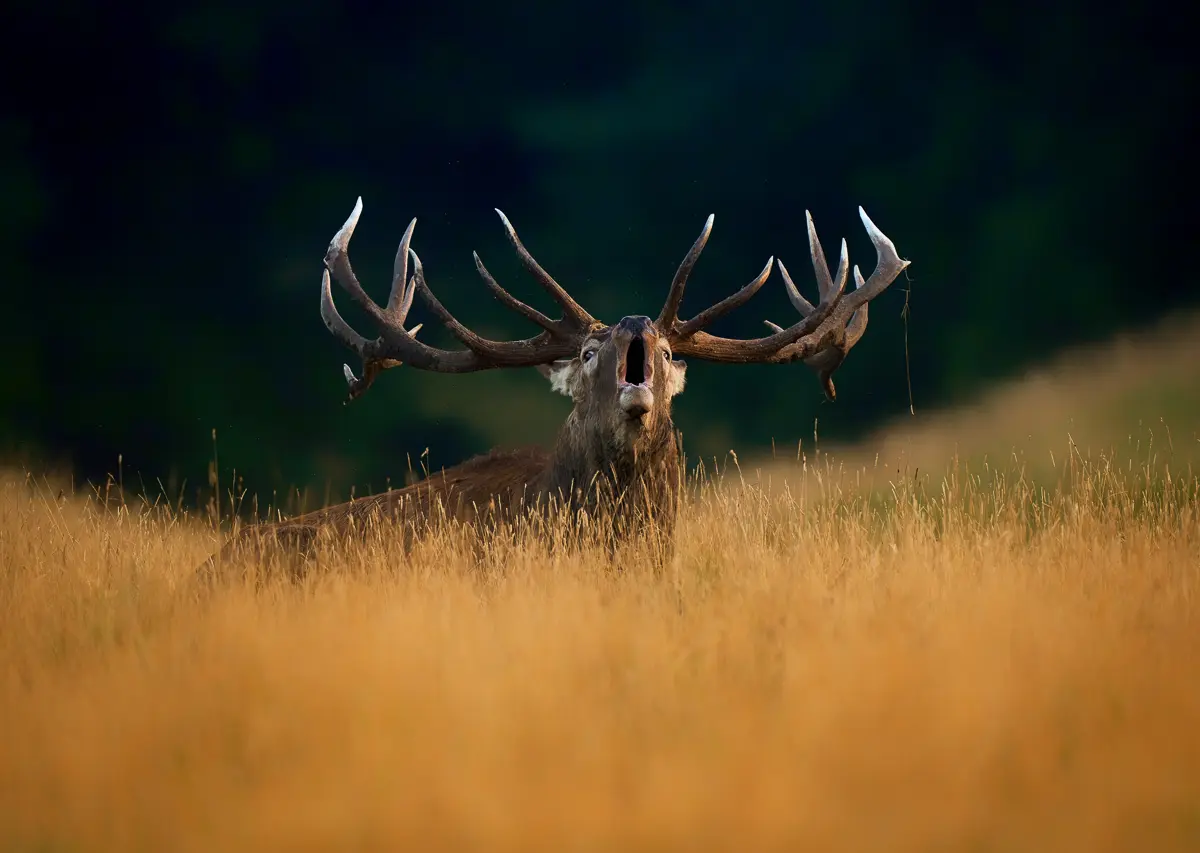 Red deer stag facing the camera, with wide branching antlers above tall golden grass and dark woodland behind.