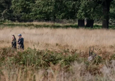 Red deer stag partly hidden in bracken, with two walkers in the background in Richmond Park, London. Photograph by Louis Guillot.