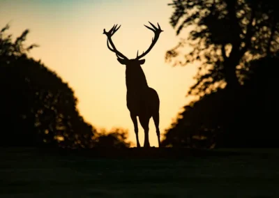 Silhouette of a red deer stag facing the camera between dark trees beneath a golden sky.