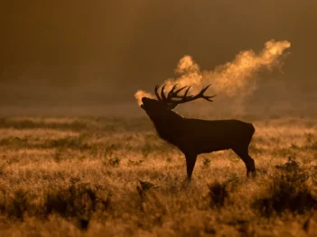 Richmond Park Deer Rut Photography Workshop
