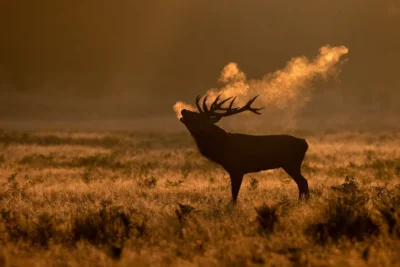 Red deer stag in side profile, bellowing across golden grassland with its breath backlit against a dark background.